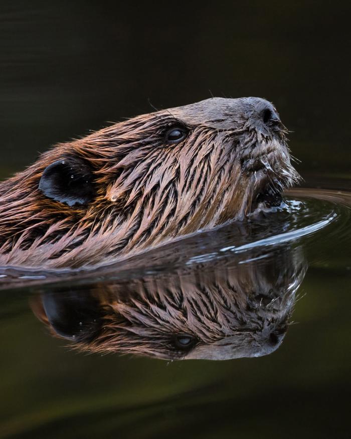 Photo of beaver's head in water.